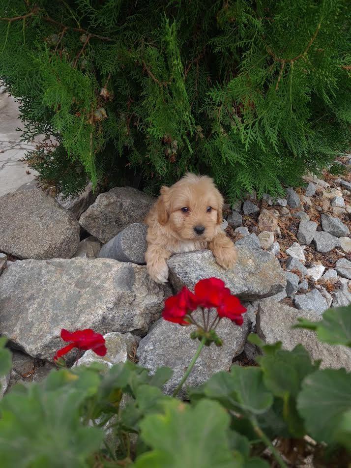 Labradoodle-štenci-