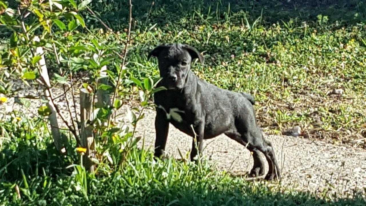 Cane-corso-stenci