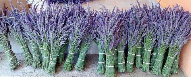 Lavanda