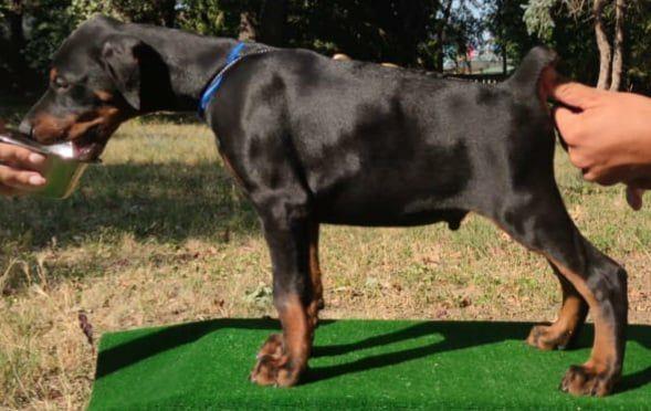Doberman-štenci-