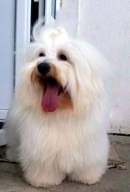 Tulearski-pas---Coton-de-Tulear