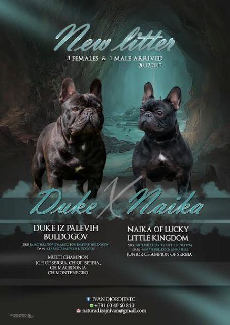 Francuski-buldog-