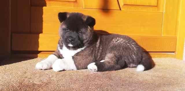 Američka-Akita--štenci