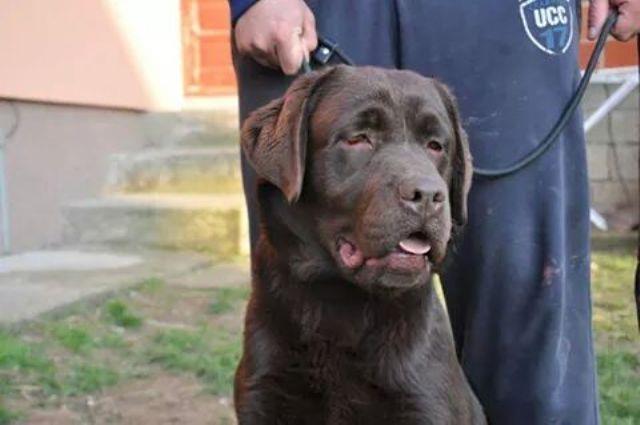 Labrador-braon-štenci