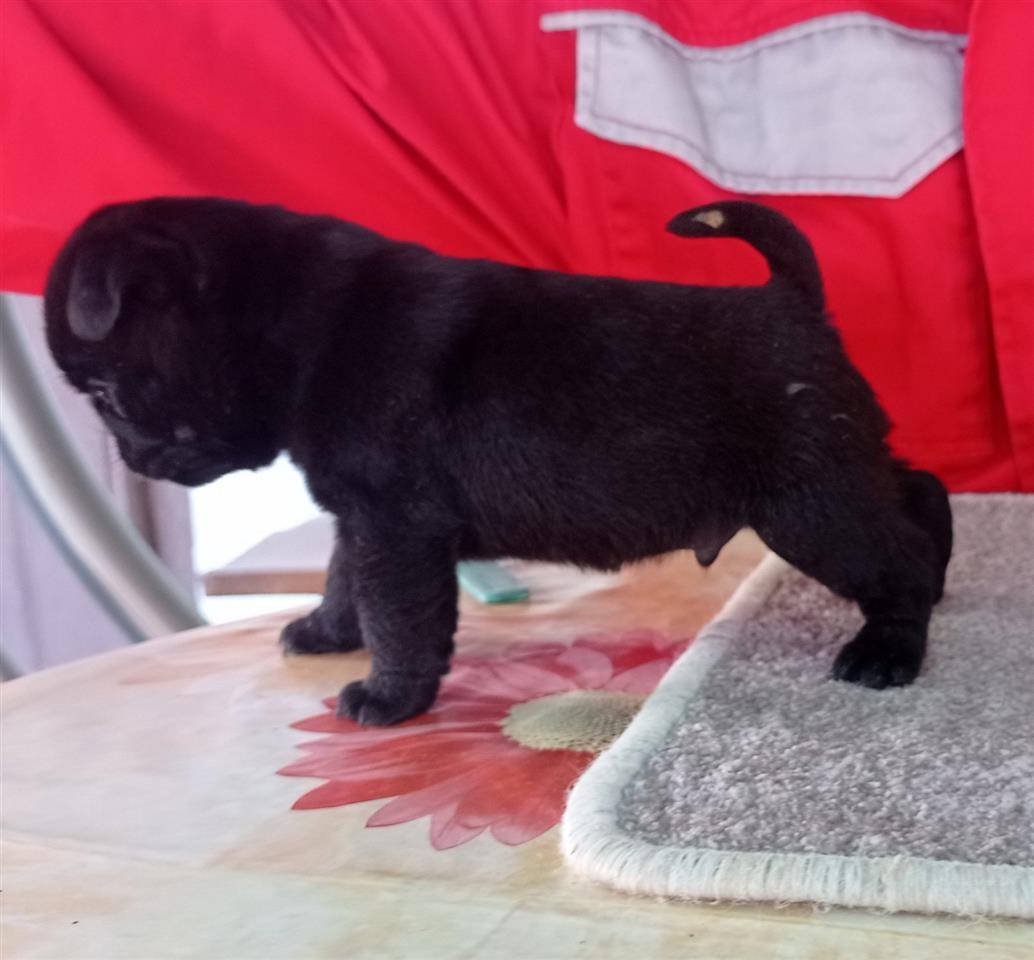 Mops