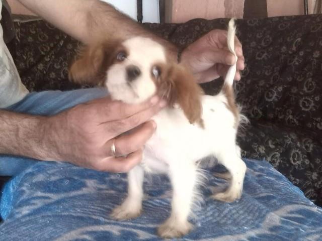 Cavalier-King-Charles-Spaniel-musko-stene