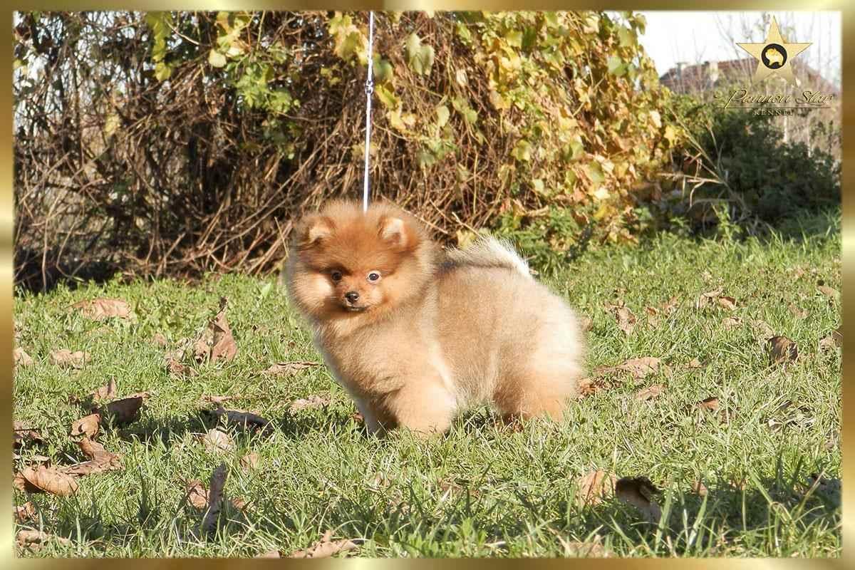 Pomeranski-spic-