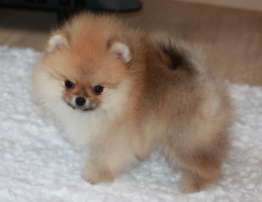 Boo-pomeranski-spic