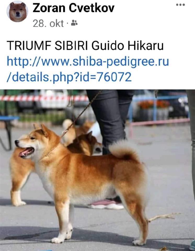 Šiba-Inu-štenci