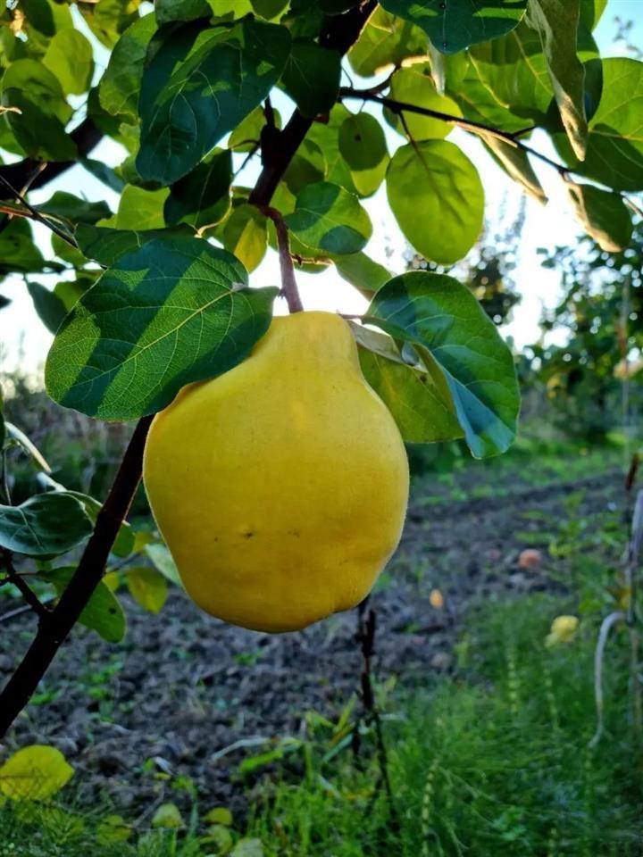 Sadnice-dunje-prodaja