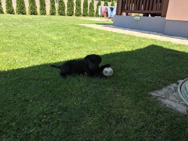 Labrador--žensko-štene