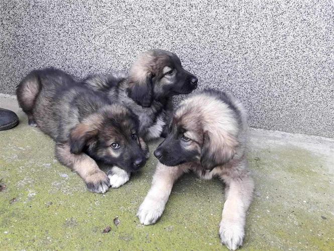 Šarplaninci na prodaju