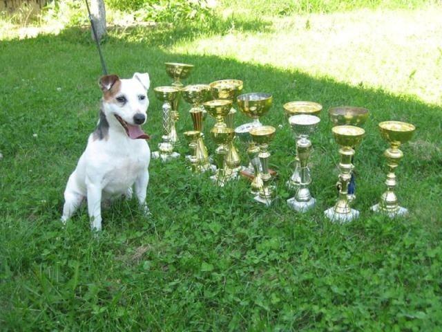 Jack-Russell-terrier-stenci