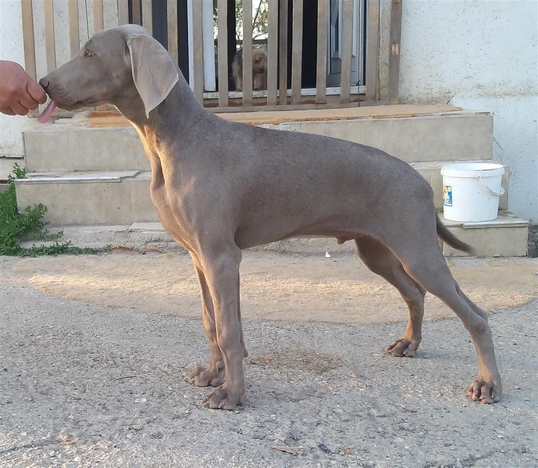 Weimaraner-Vajmarski-ptičar-