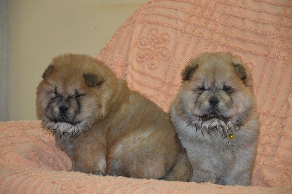 Chow-Chow
