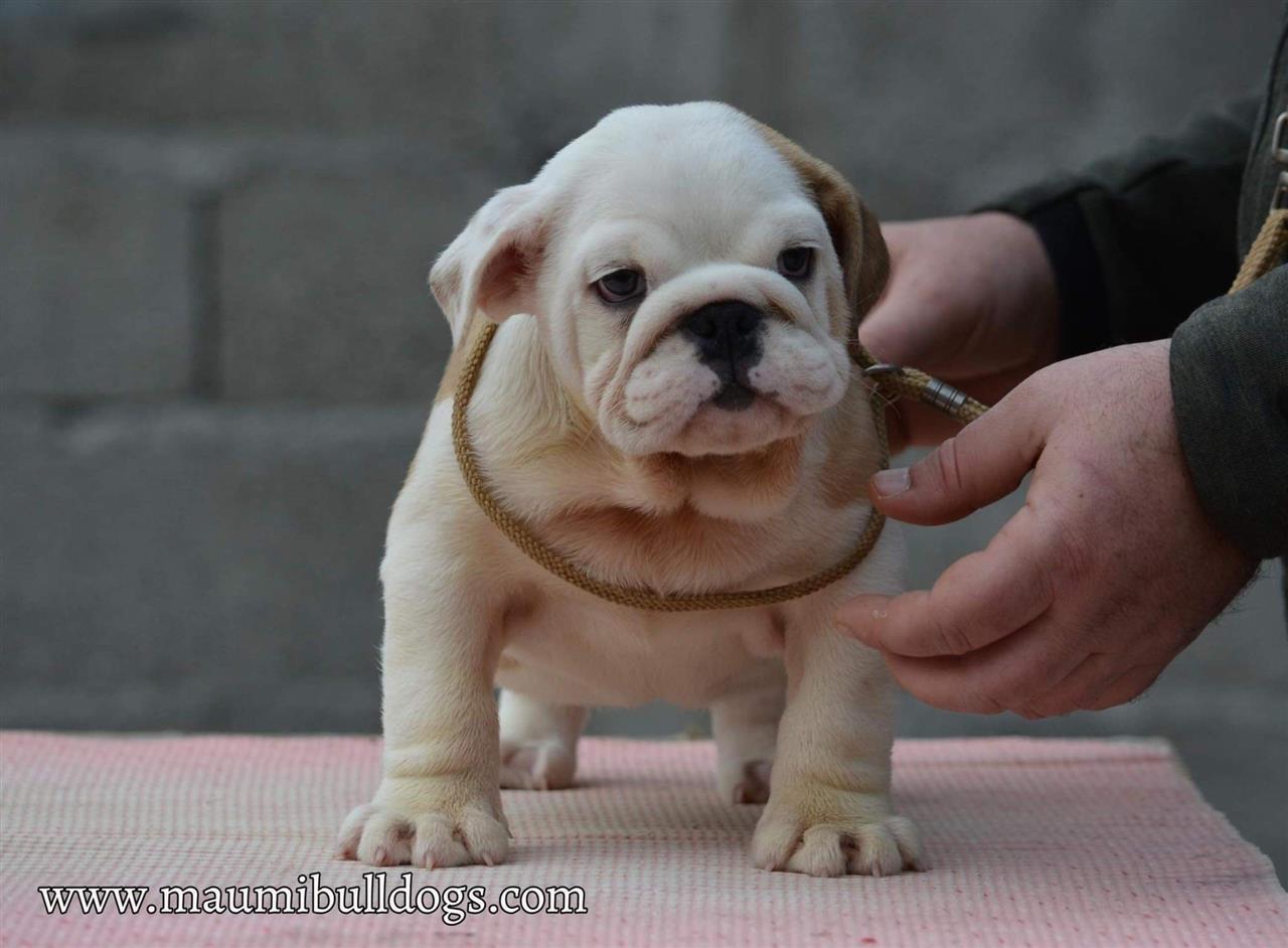 Engleski-buldog