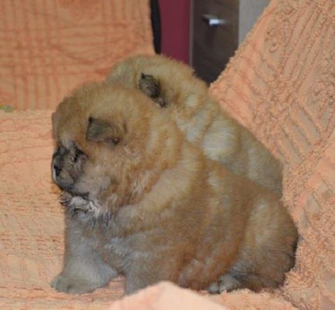 Chow-Chow