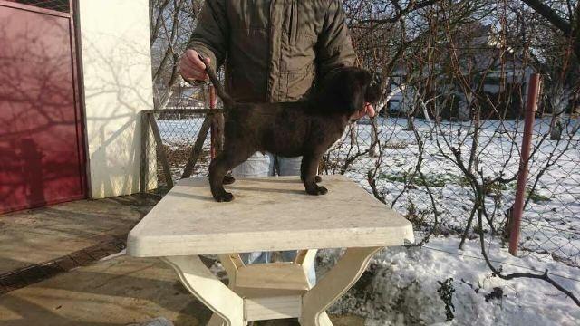 Cane-corso---POVOLJNO---