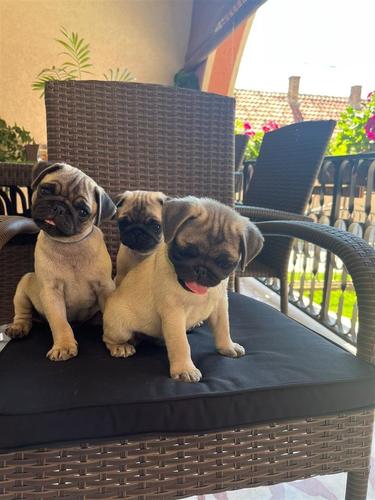 Mops,štenci