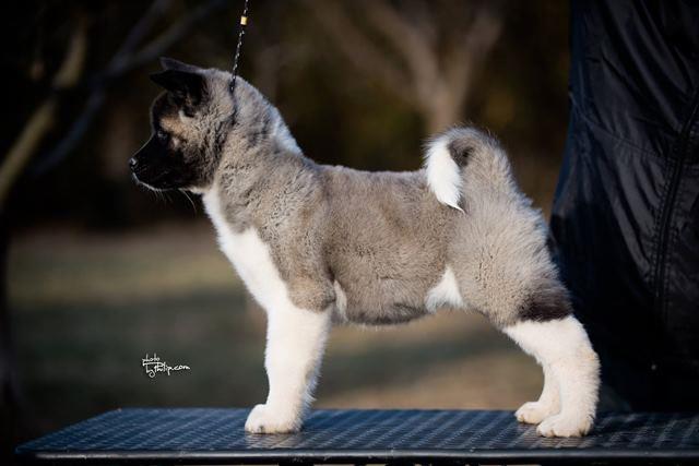 Americka-akita-