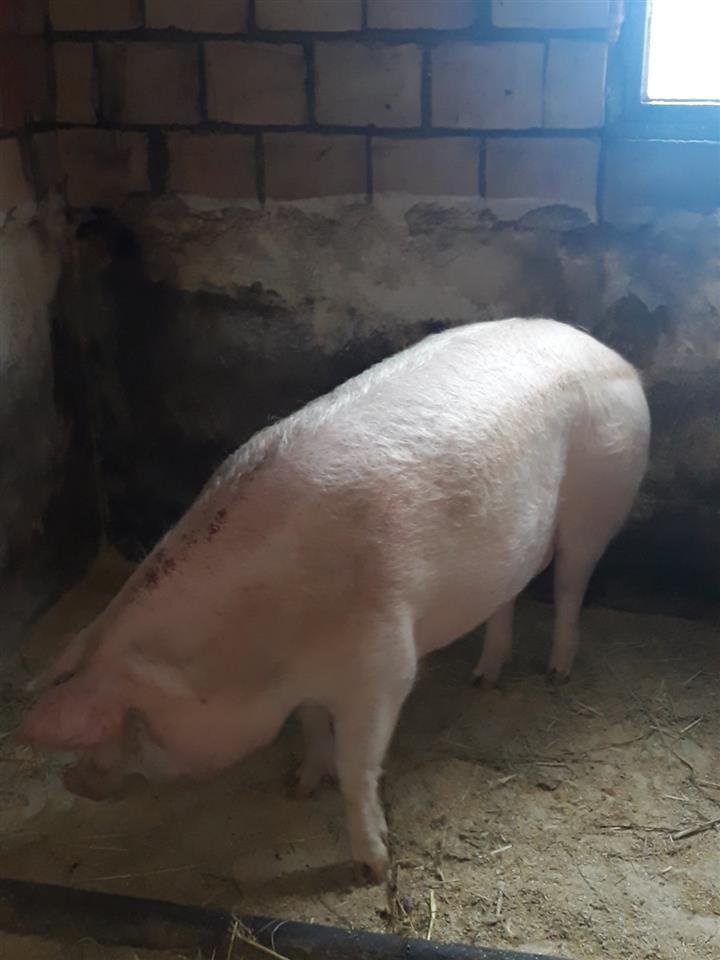 Tovljenik