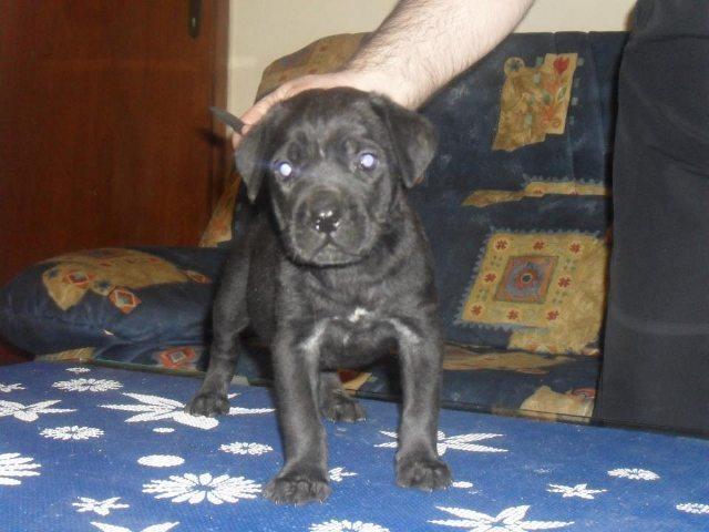 Cane-Corso---prvobirana-muska-stenad