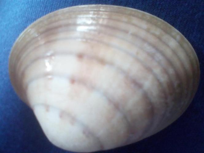 Morska skoljka