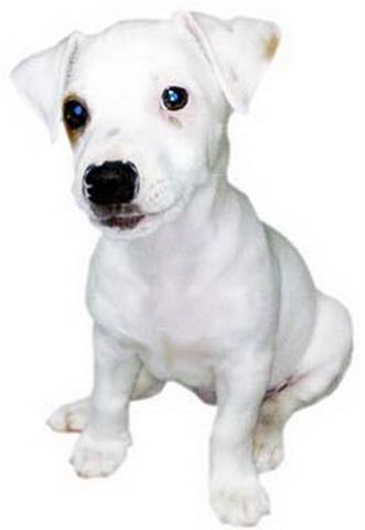 Jack-Russel-Terrier