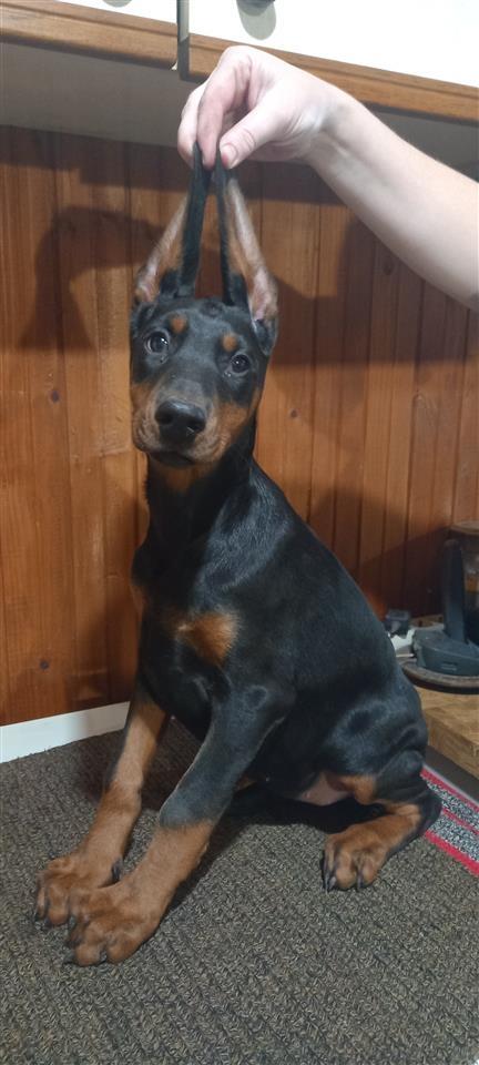Štenci-Dobermana