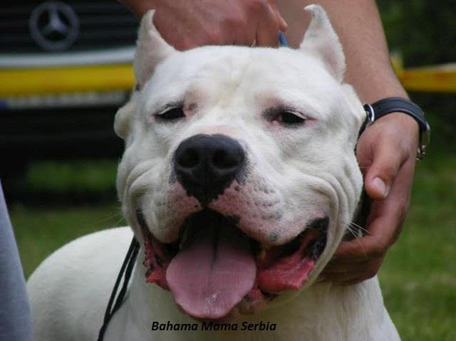 Dogo-Argentino-stenci
