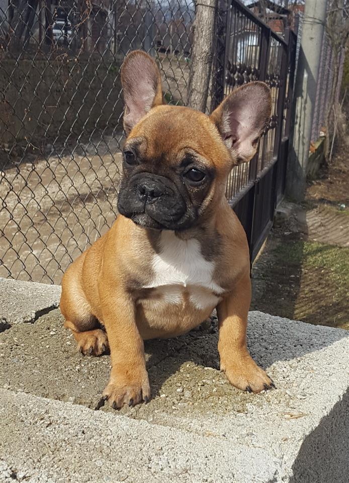 Francuski-buldog