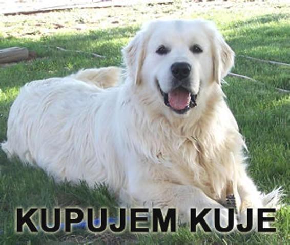 KUPUJEM-zenke-zlatnog-retrivera