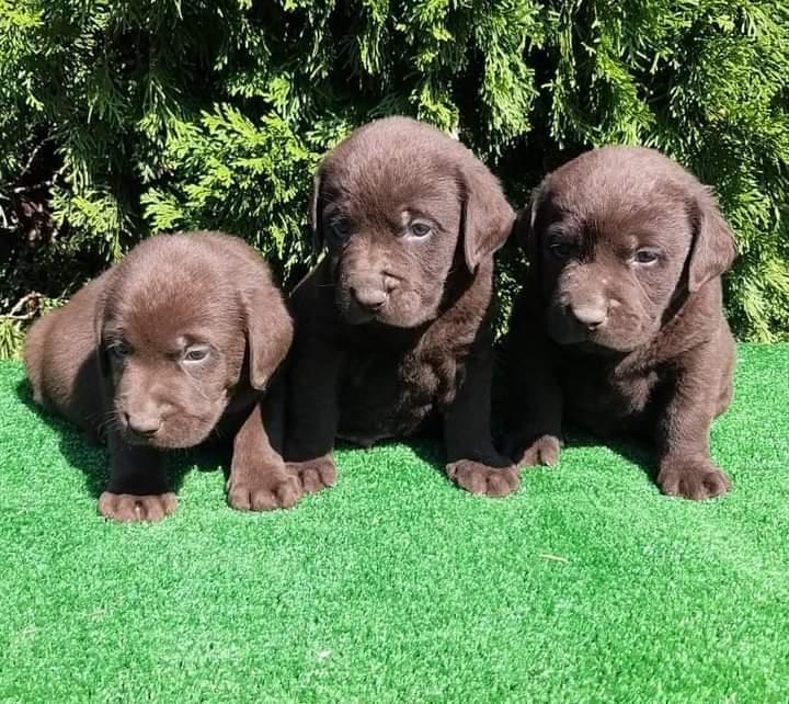 Labrador-retriver-