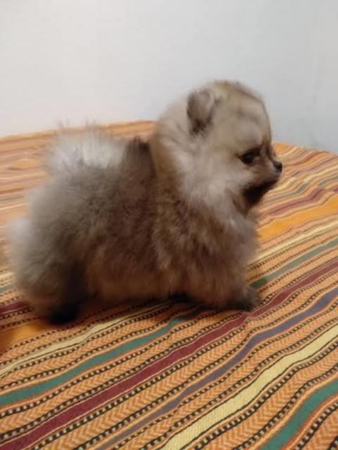 Pomeranac-boo