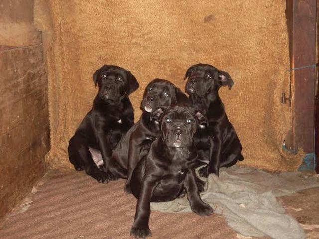 Cane Corso - extra stenci