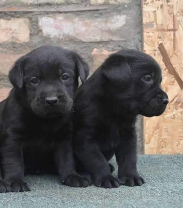 Labrador-štenci