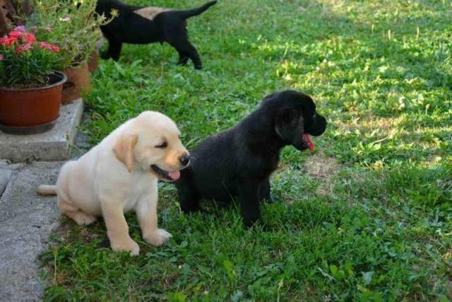 Labrador-štenci