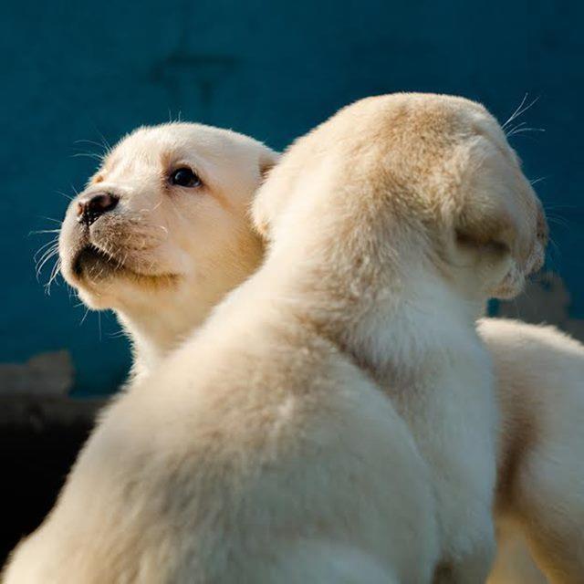 Labrador-Retriver-štenci-