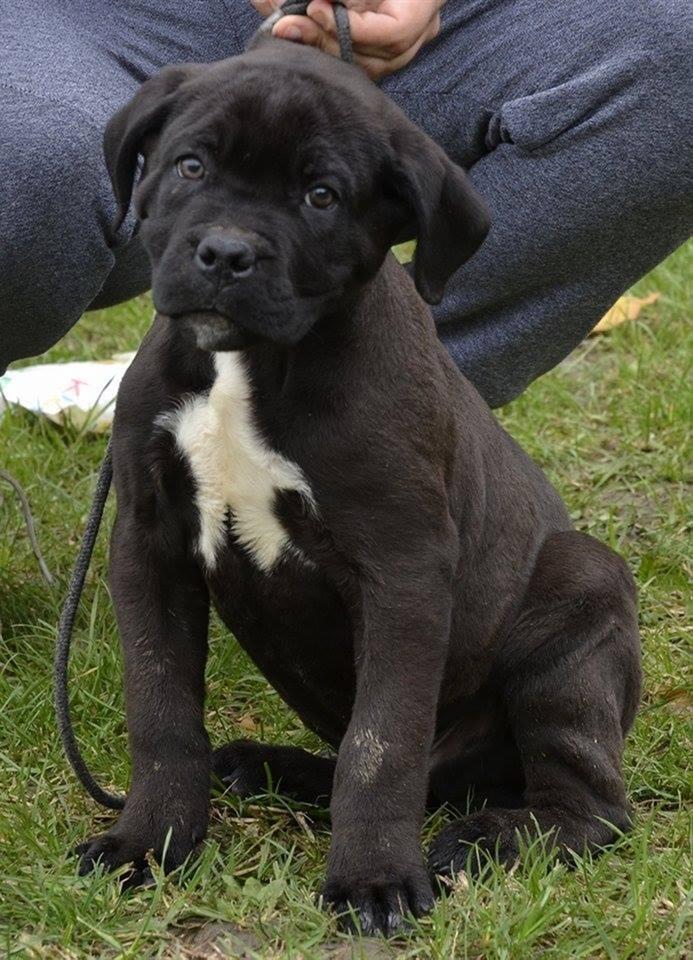 Cane-Corso-štenad