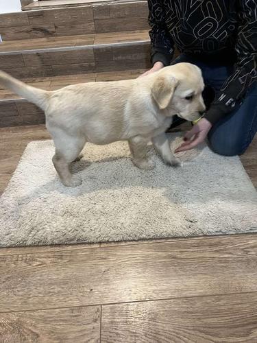 Labrador retriver, štenci 
