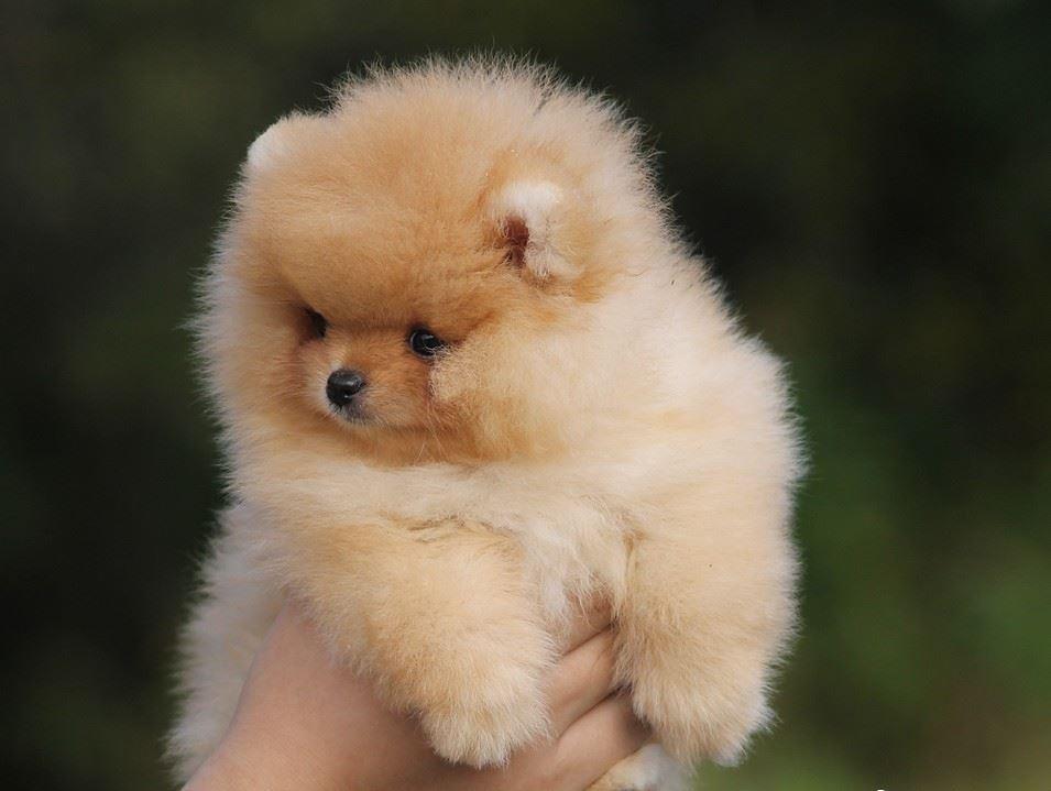 Pomeranski-spic