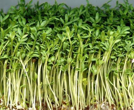 Kres-salata-