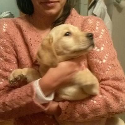 Labrador retriver