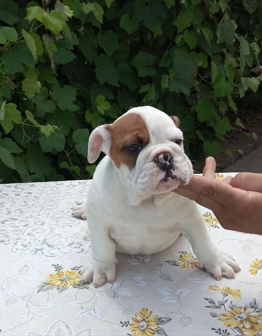 Engleski-buldog