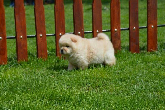 Chow-chow-cau-cau-stenad
