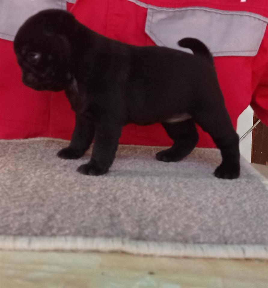 Mops