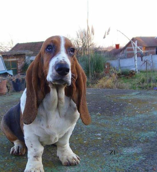 Basset-Hound---baset-stenci