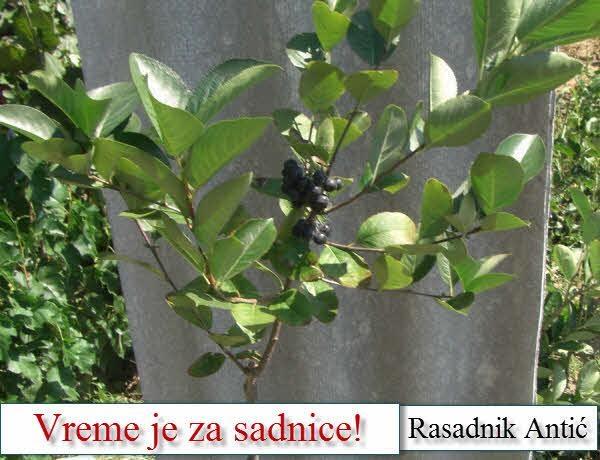 Vreme je za kvalitetne sadnice