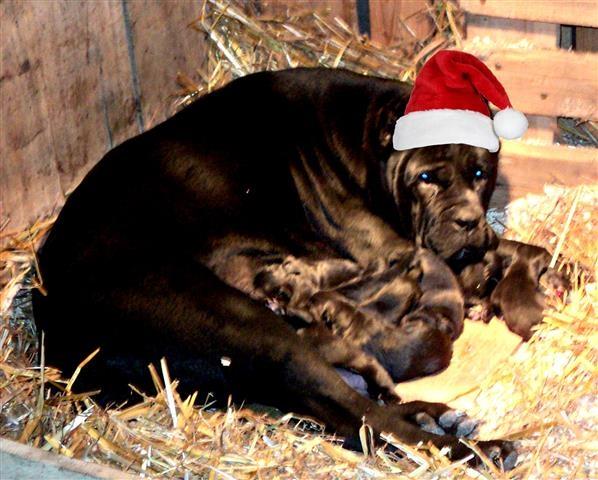 Cane Corso stenad