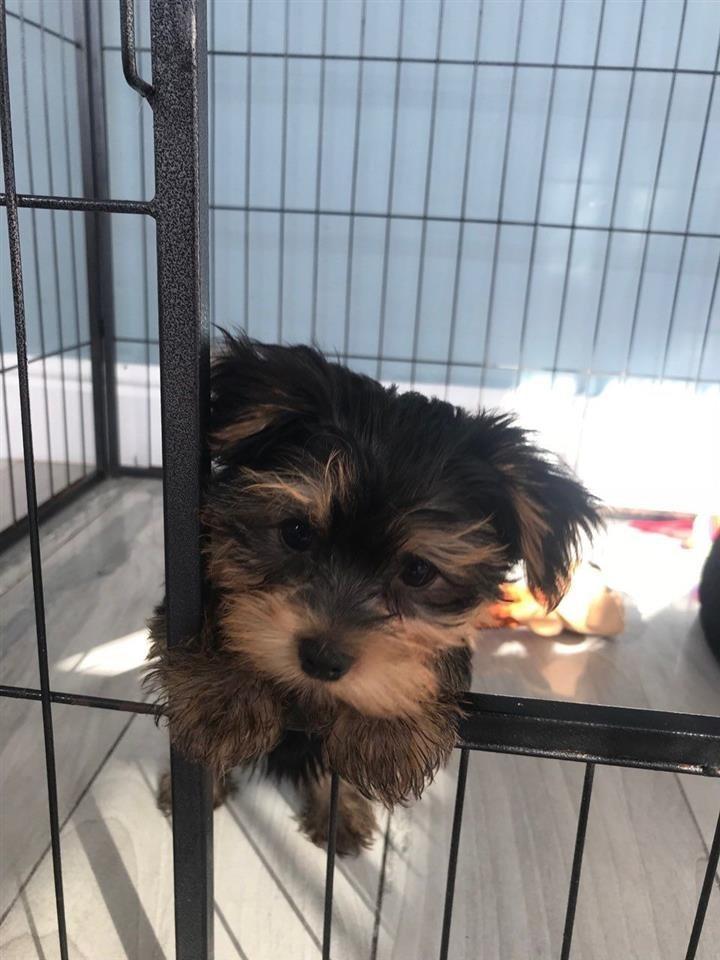Yorkshire-Terrier-štenci